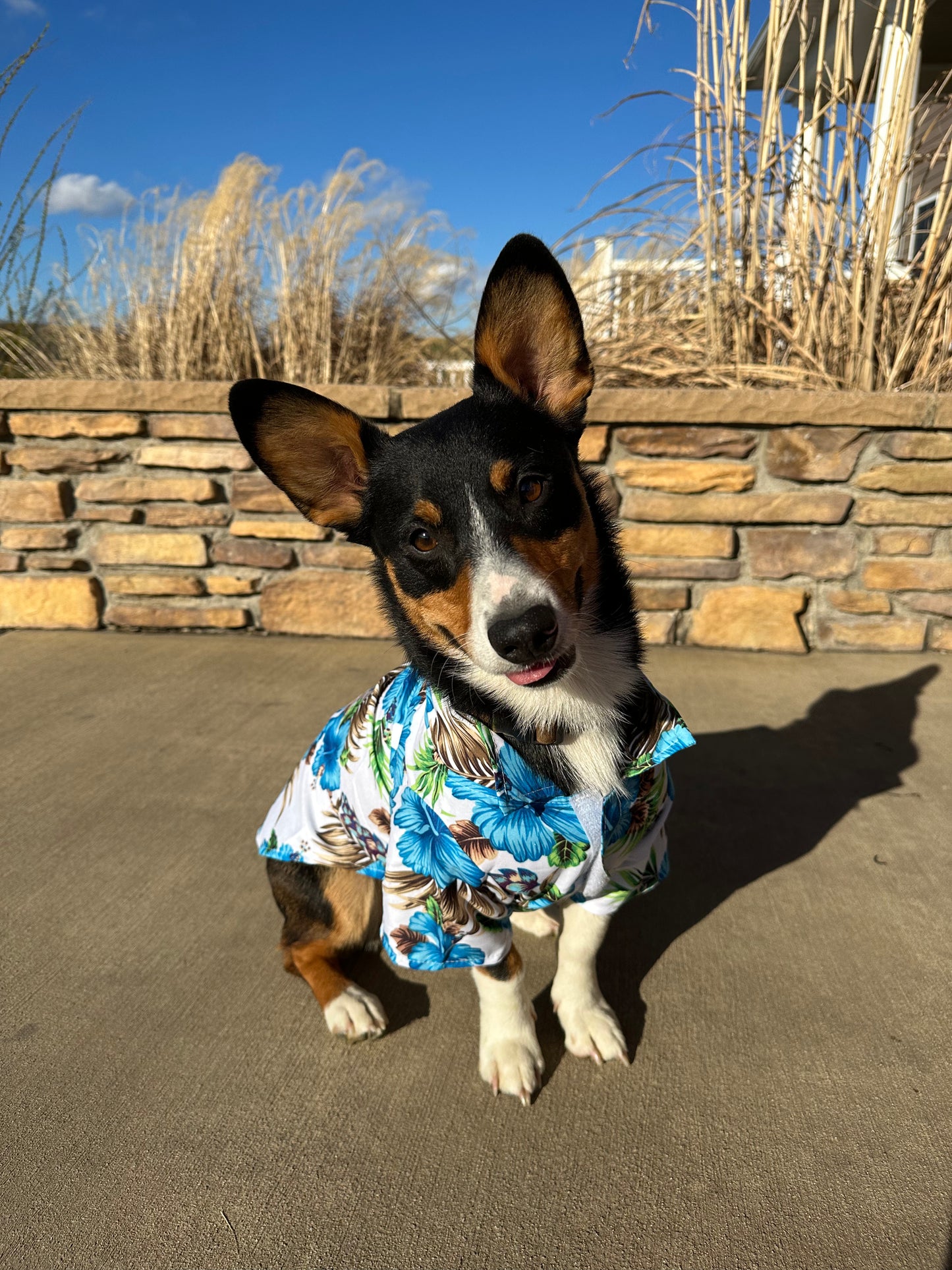 Blue Hawaiian Shirt For Dogs